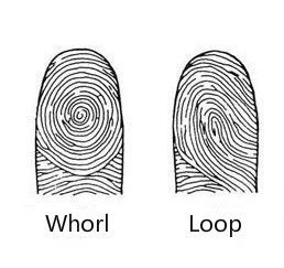 Fingerprint Palmistry: Whorl and Loop Patterns, Meaning and ... Fingerprint Palmistry: Whorl and Loop Patterns, Meaning and ...