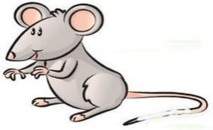 new year 2016 the rat new year horoscope rat 2016 the best rat of 2018 new year 2016 the rat new year horoscope rat 2016 the best rat of 2018