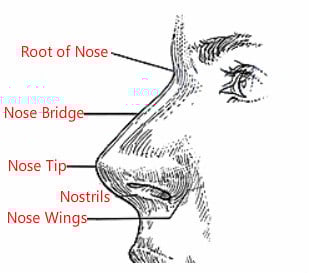 Nose meaning shop