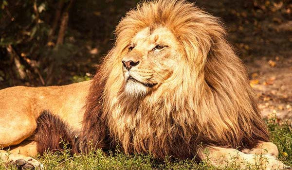 Dream about Lion Meanings and Interpretation