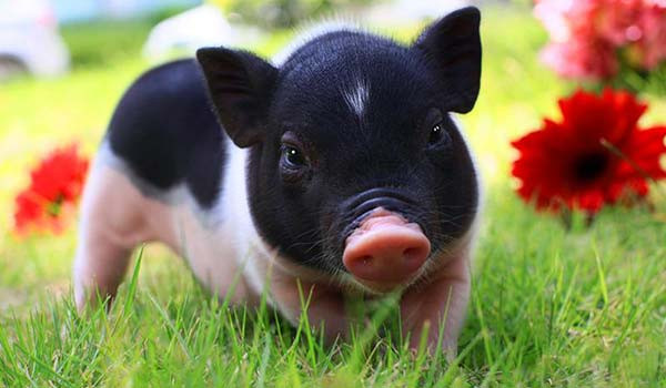 Chinese animal horoscopes Pig Dream Meanings and Interpretation