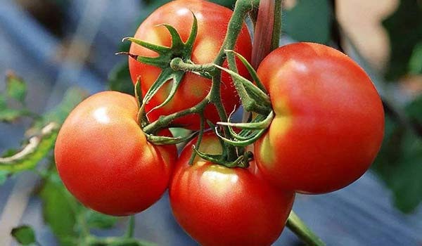 Dream Meanings of Tomato, Tomato Dream Interpretation